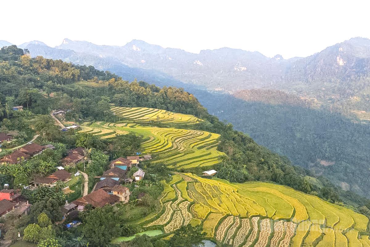 Hồng Thái, Tuyên Quang mùa gặt lúa