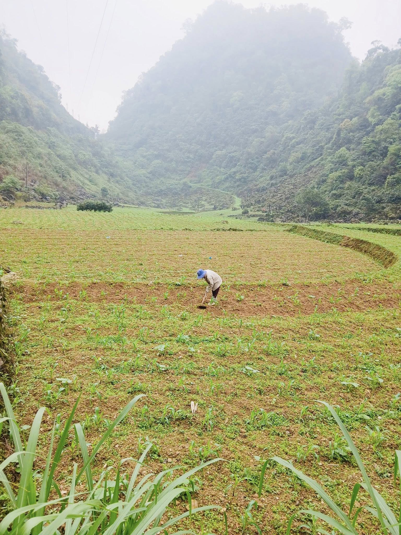 Hướng dẫn chăm sóc, phòng ngừa sâu bệnh trên cây Ngô Hè