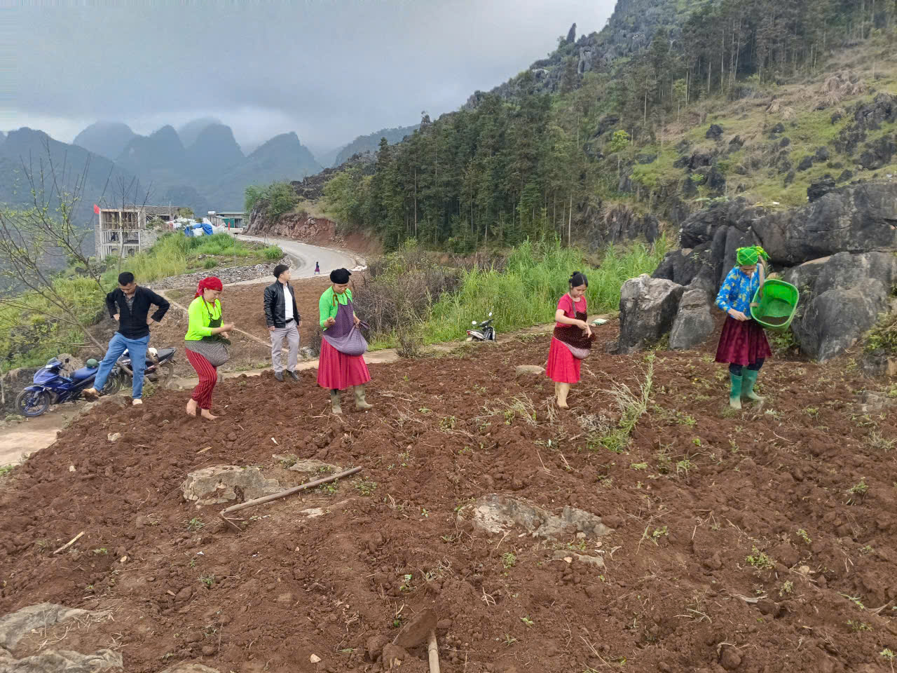 Xã Lũng Phìn triển khai trồng cây hoa tam giác mạch tại khúc cua chữ M
