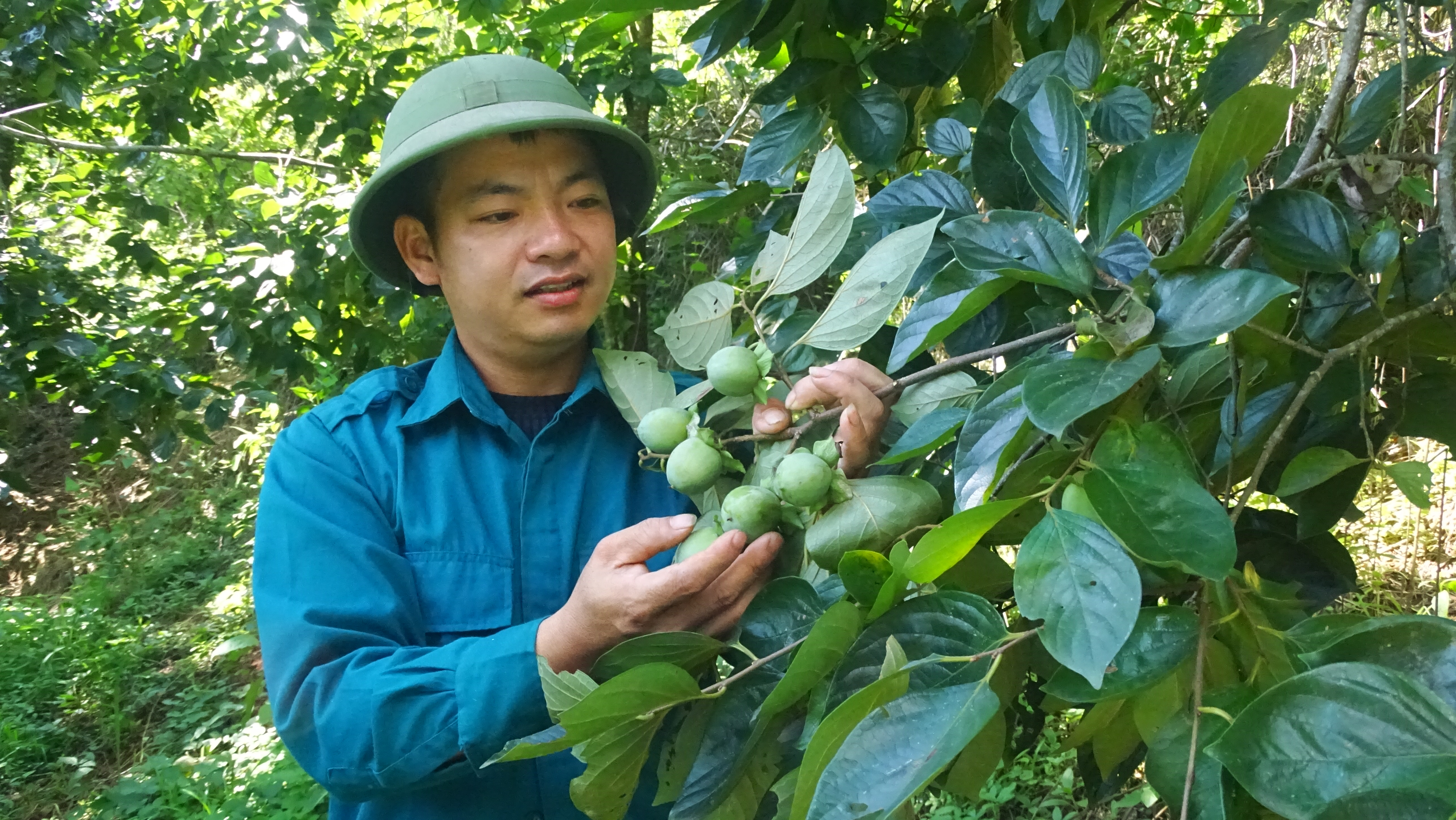 Anh Mạc Văn Long - Người "đánh thức" tiềm năng cây hồng không hạt
