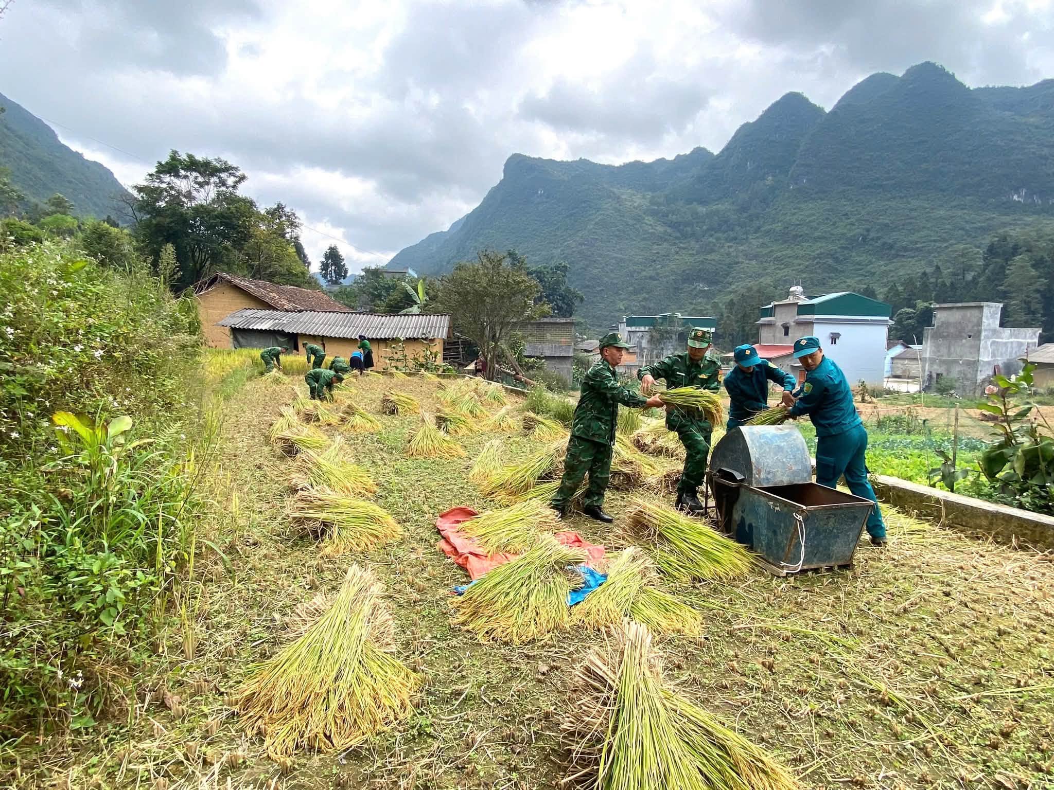 LỰC LƯỢNG VŨ TRANG XÃ PHỐ BẢNG GIÚP NHÂN DÂN THU HOẠCH LÚA VỤ MÙA