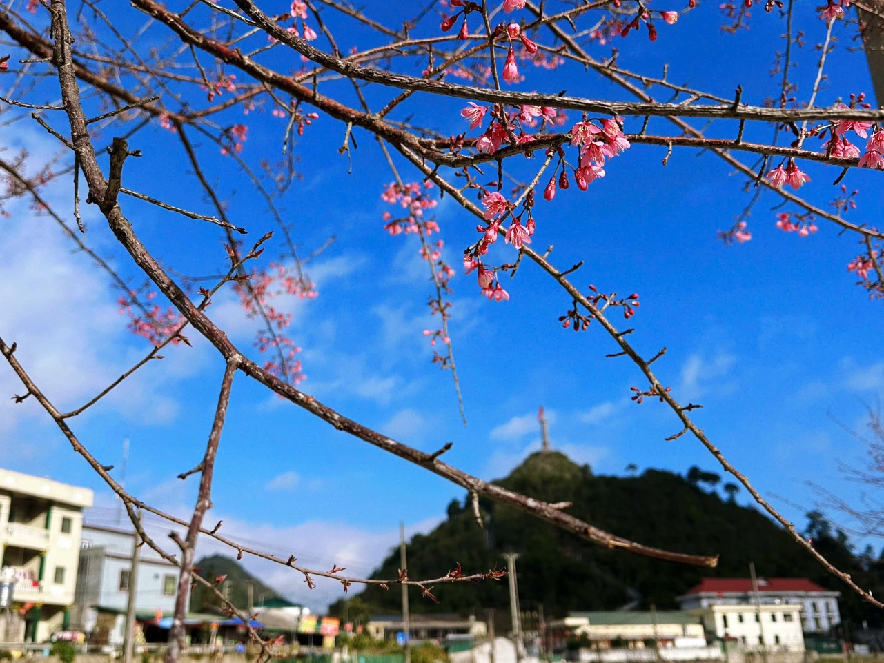 Lũng Cú mùa hoa Anh Đào – sắc xuân chạm ngõ nơi cực Bắc