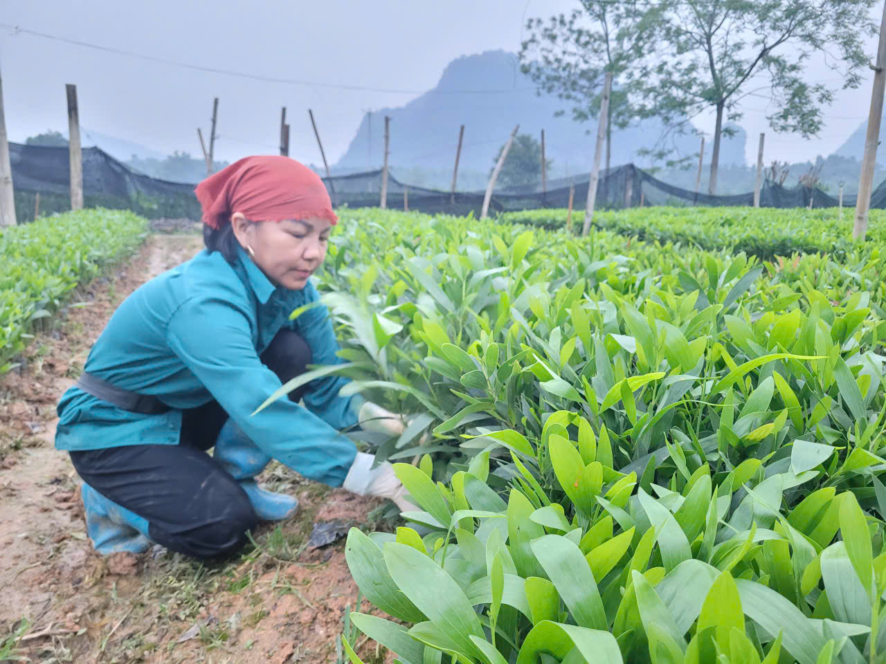 Tân Thanh trồng mới 315 ha rừng sản xuất tập trung và 7 ha cây phân tán kế hoạch năm 2026 