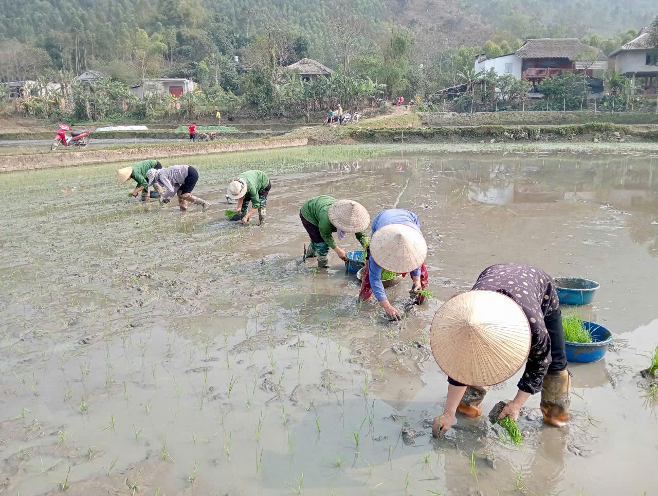 BẢN TIN KHUYẾN NÔNG.
