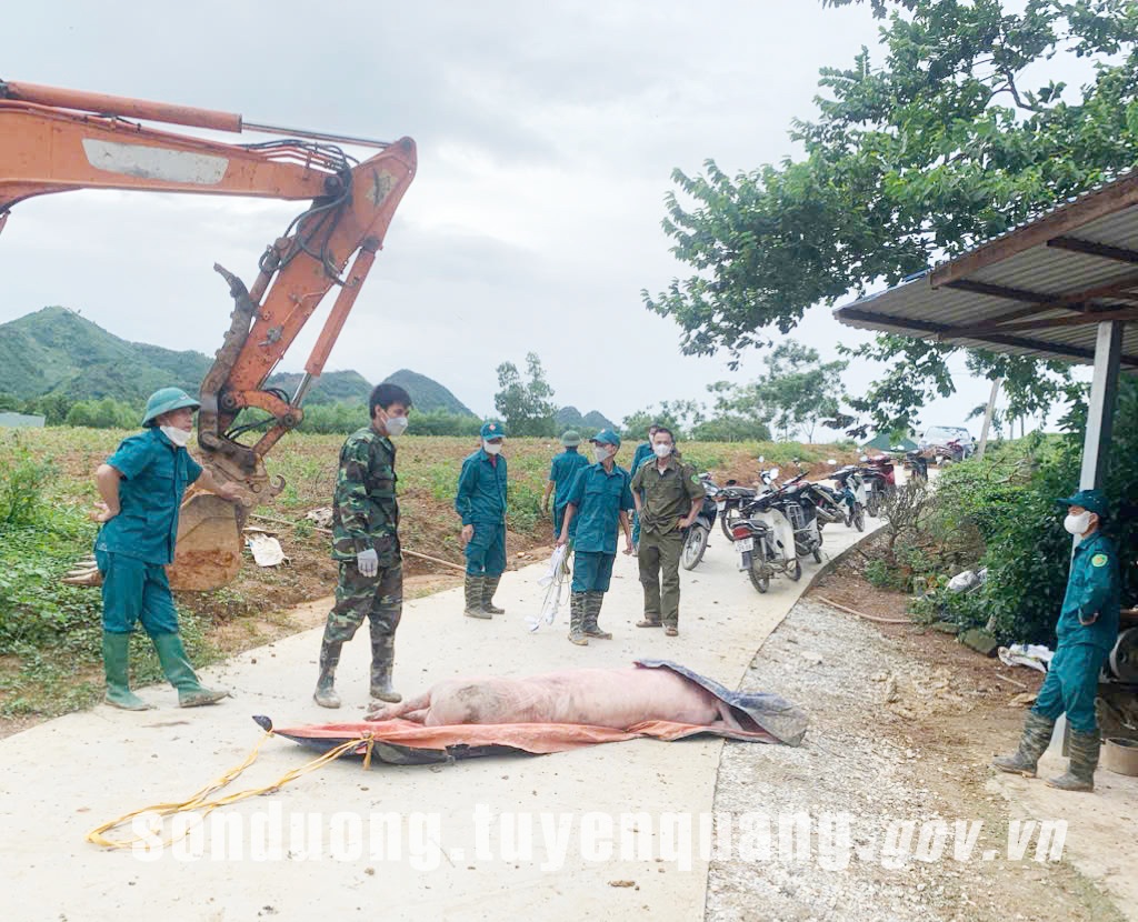 Xã Sơn Dương có thêm 44 con lợn phải tiêu hủy do dịch tả lợn Châu Phi