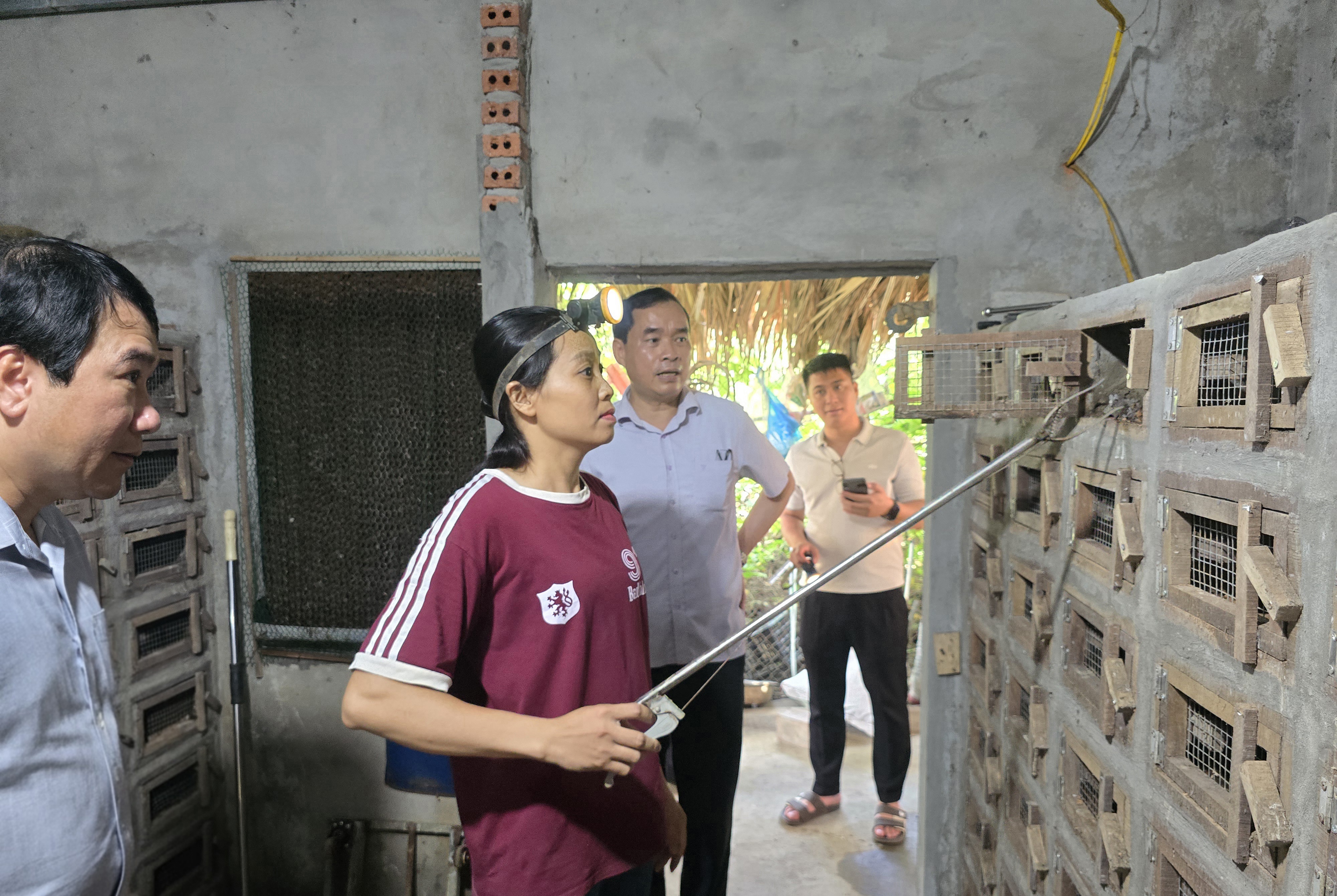 Mô hình nuôi rắn của Hội viên Hội Nông dân phường cho thu nhập cao
