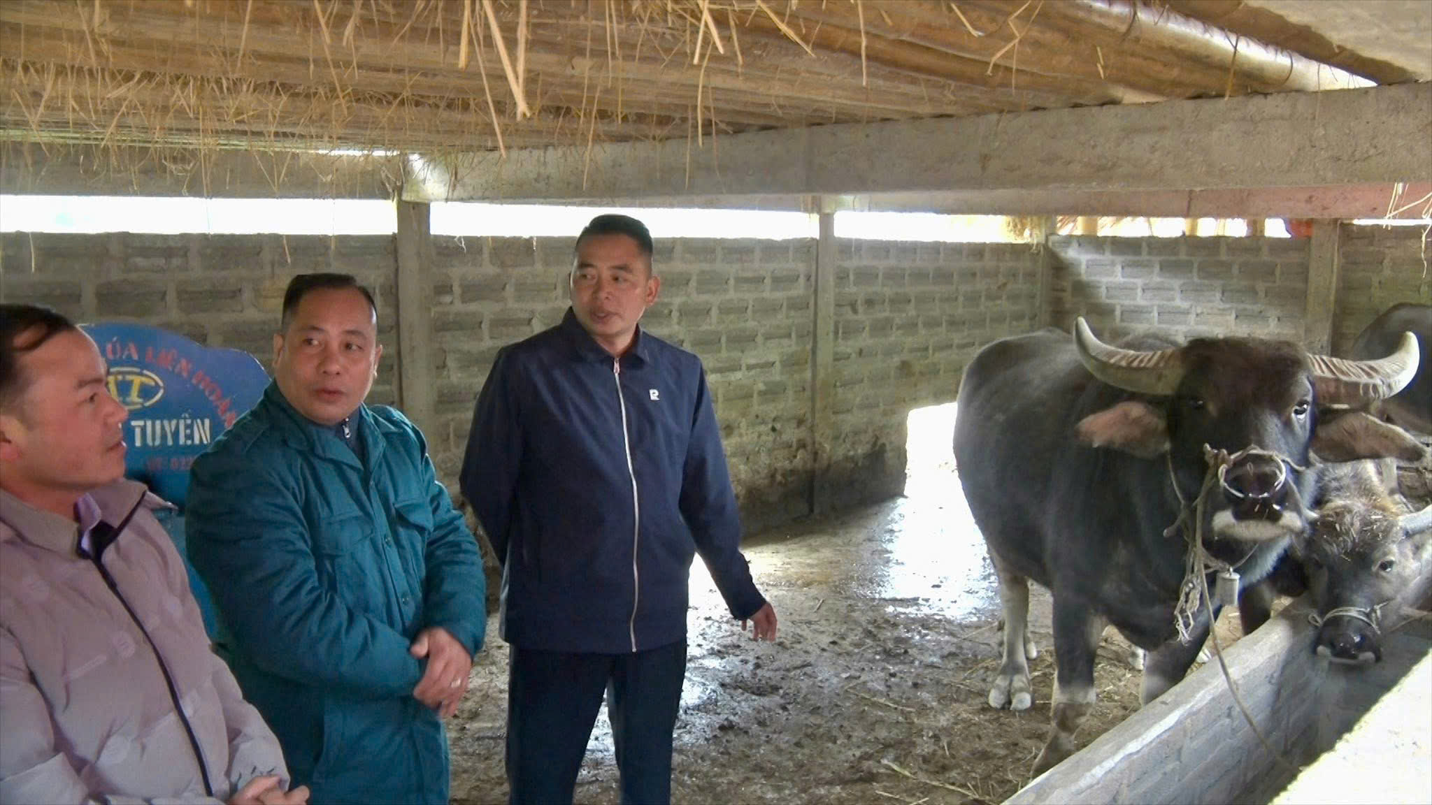 Xã Thông Nguyên tăng cường kiểm tra công tác phòng, chống đói rét cho đàn gia súc