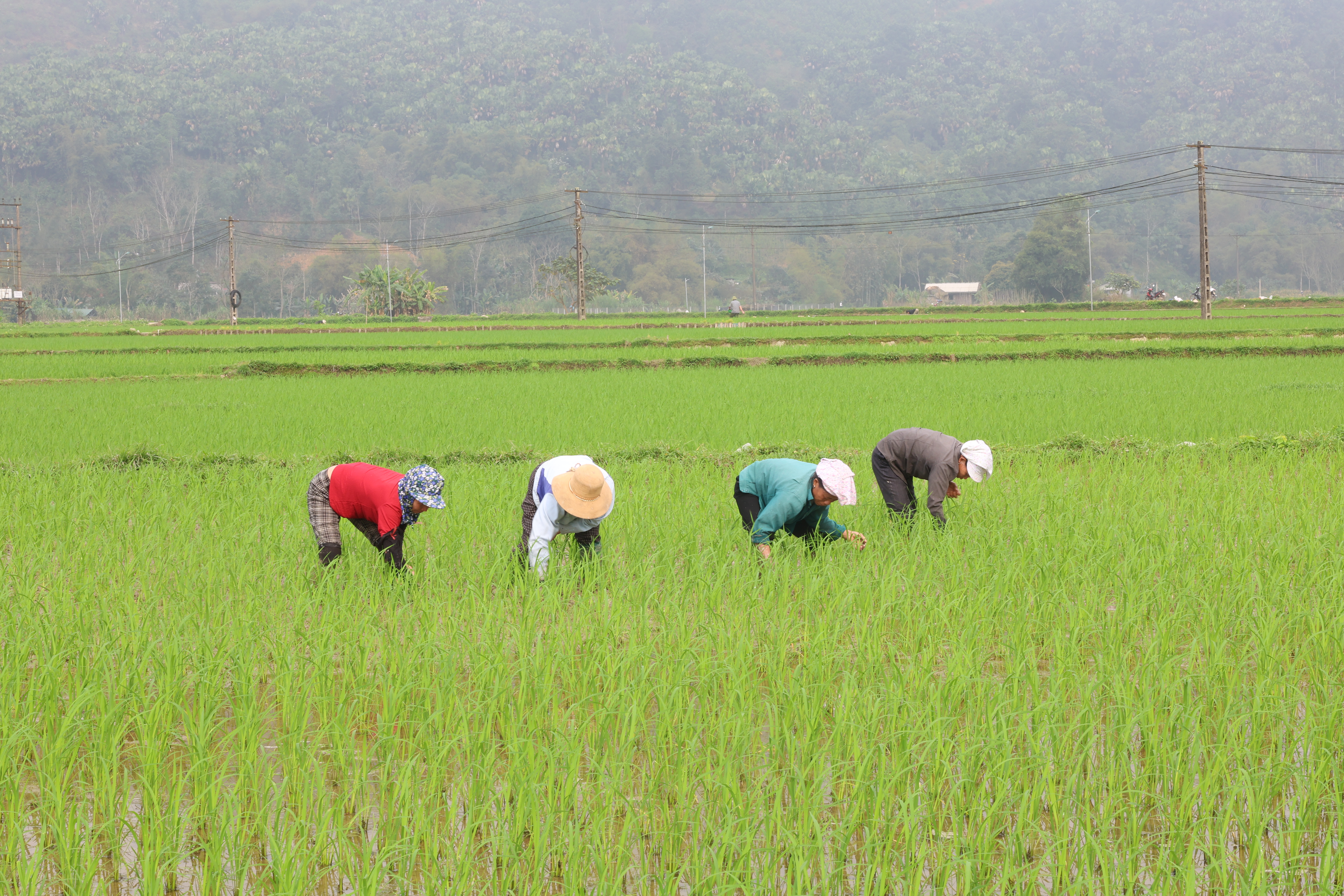 Xã Bình An tập trung chăm sóc lúa vụ xuân năm 2026 