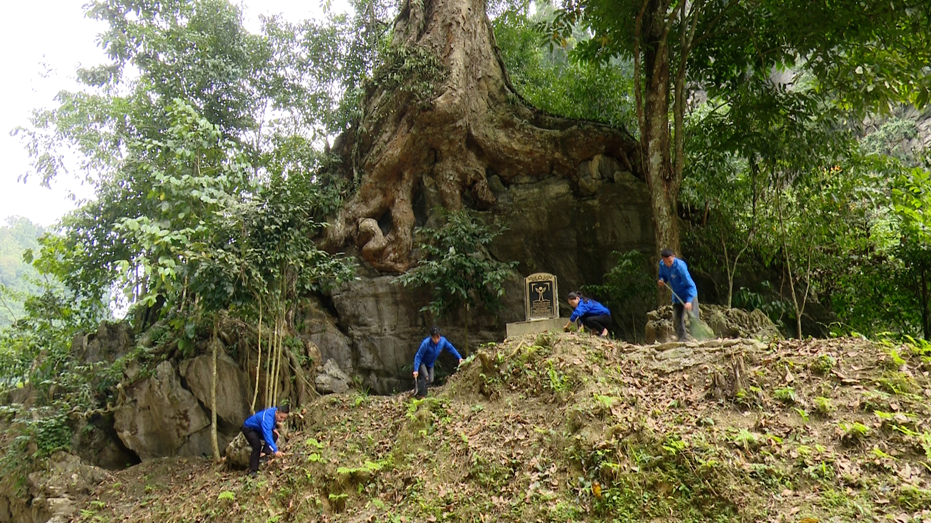 Doan Vin TN ve sinh cây nghiến di san viet nam.jpg