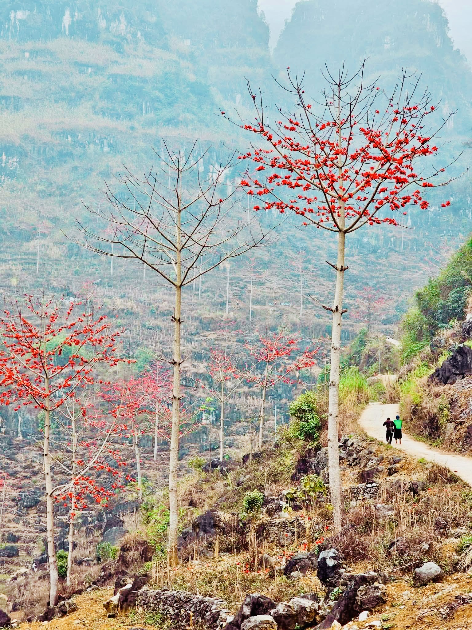 Vẻ đẹp Hoa Mộc Miên trên Cao nguyên đá Tuyên Quang