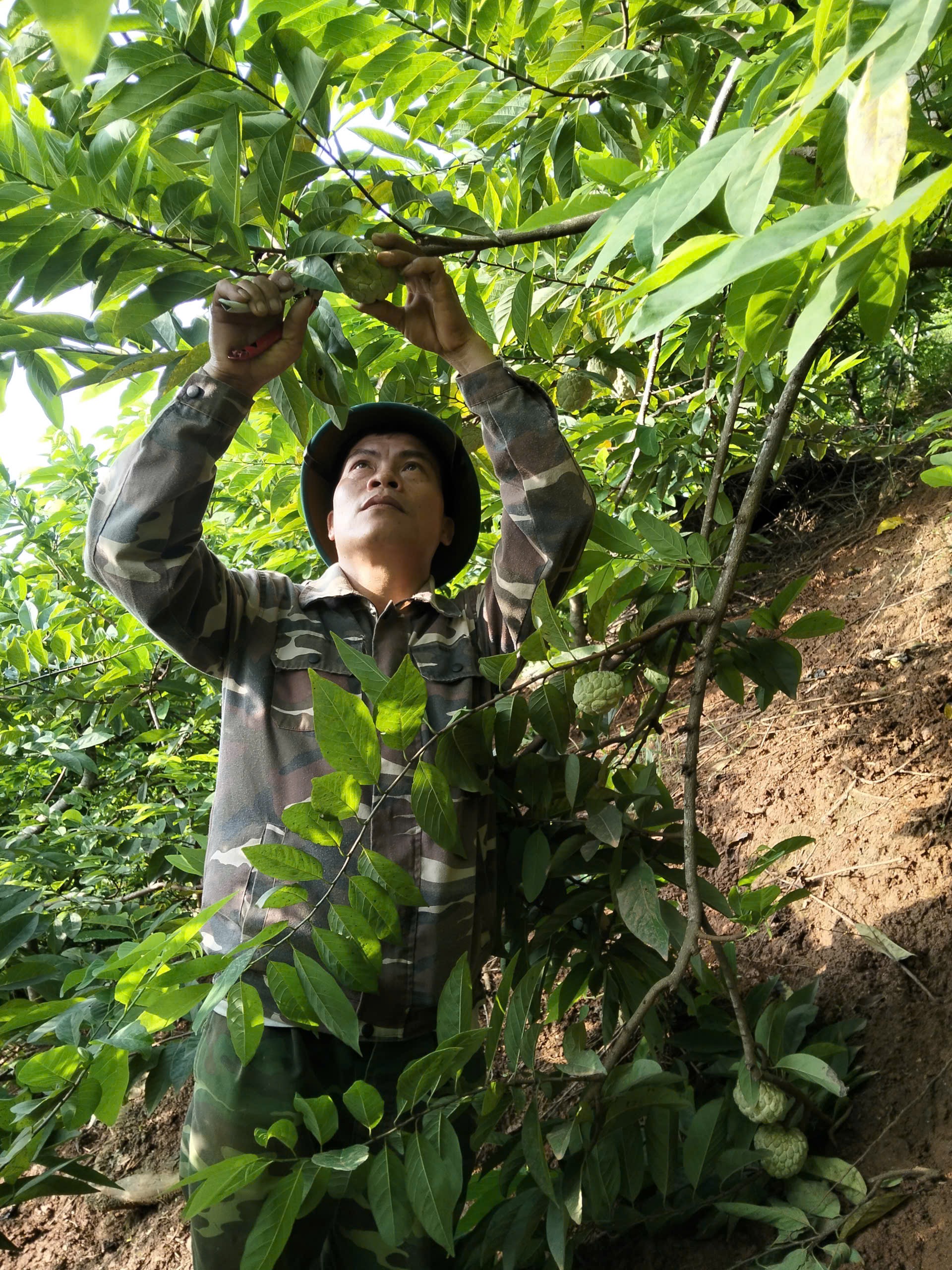 NÔNG DÂN XÃ XUÂN VÂN PHẤN KHỞI BƯỚC VÀO MÙA THU HOẠCH NA