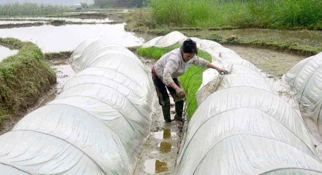 Hướng dẫn cơ cấu giống và thời vụ vụ Đông xuân 2025 -2026