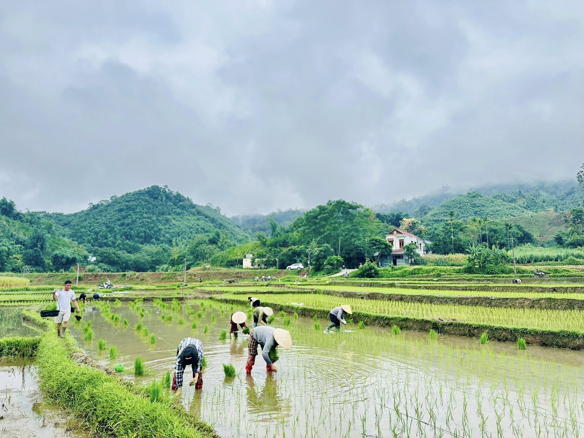 Nông dân xã Hòa An khẩn trương gieo cấy lúa vụ mùa  