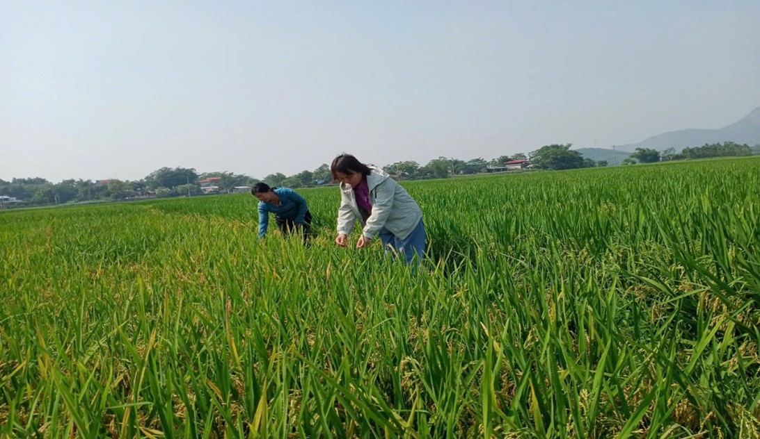 Triển khai kế hoạch sản xuất cây vụ Đông năm 2025