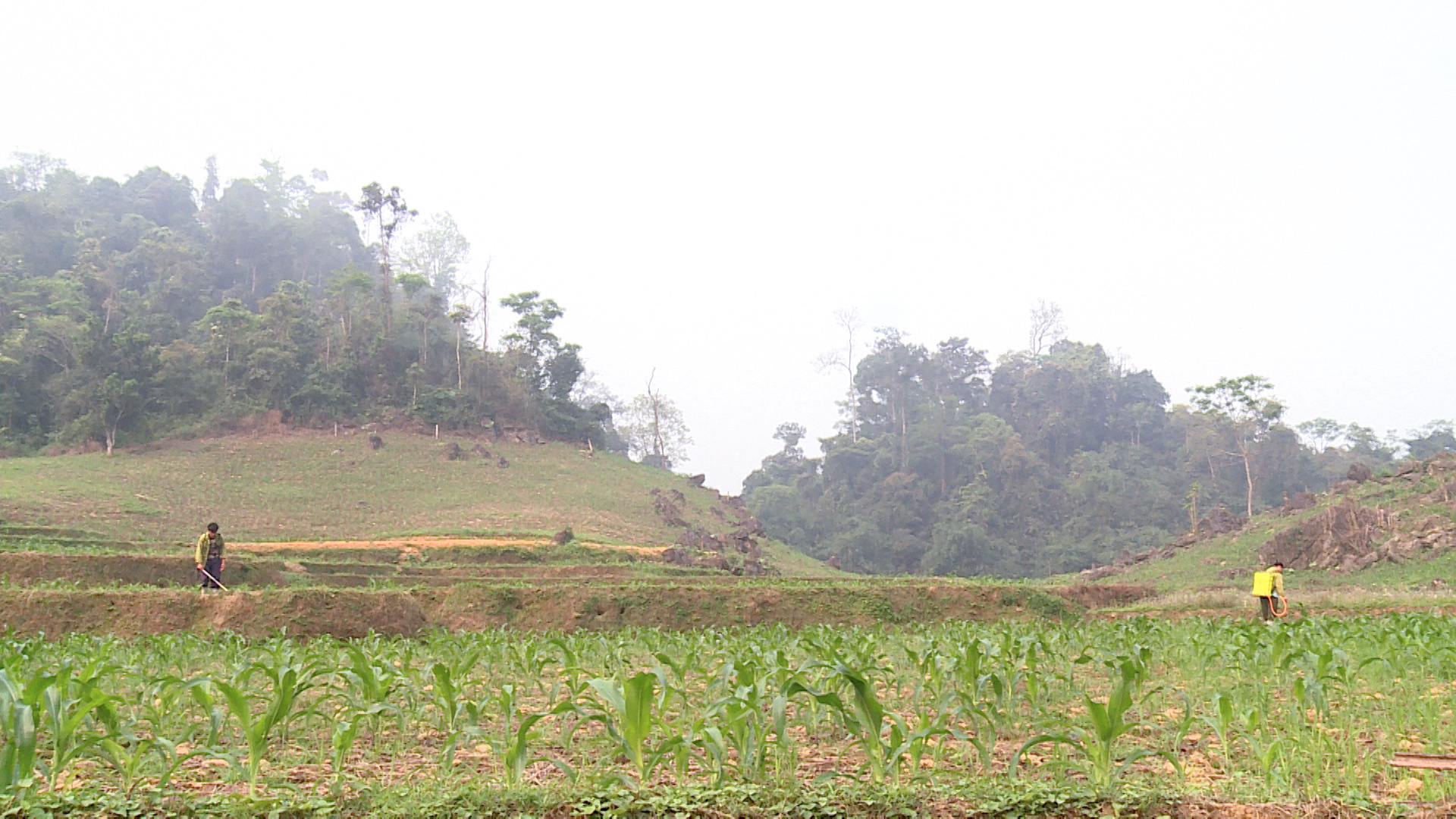 Lạm dụng thuốc diệt cỏ - Hệ lụy từ tiện lợi trước mắt