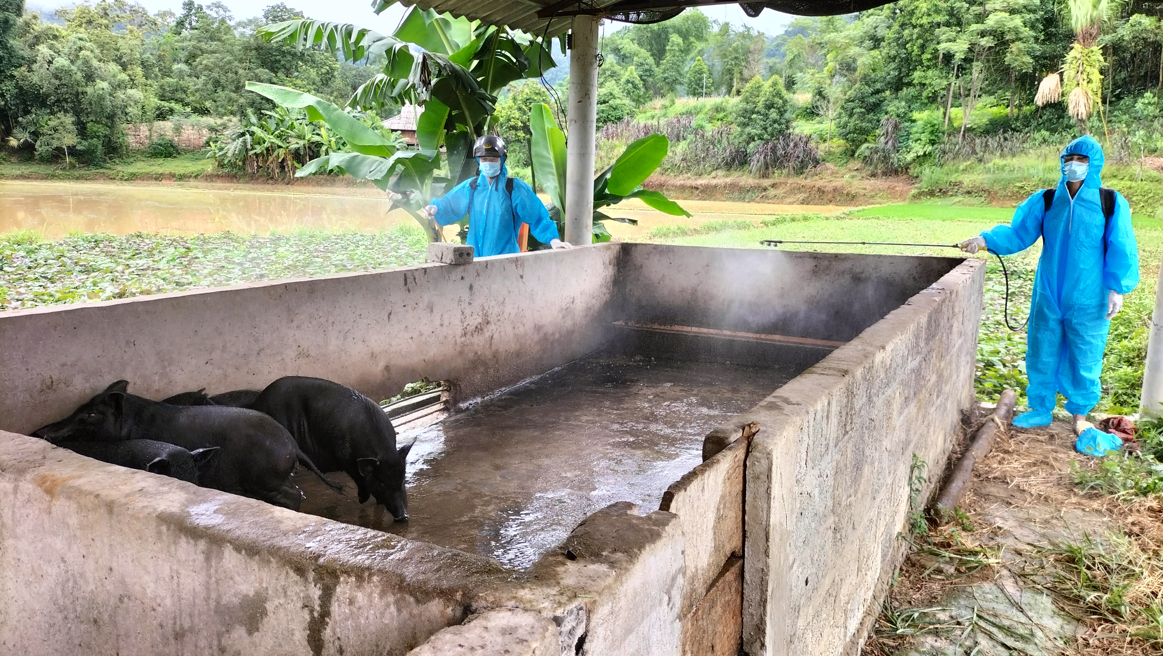 Tăng cường các biện pháp phòng dịch Tả lợn Châu Phi