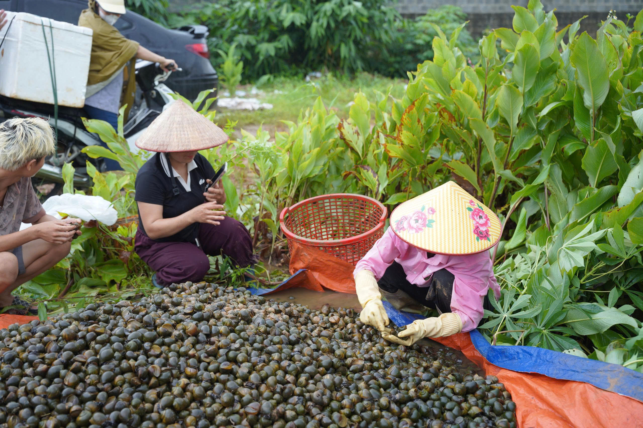 XÃ VIỆT LÂM TRIỂN KHAI MÔ HÌNH NUÔI ỐC NHỒI THƯƠNG PHẨM – HƯỚNG ĐI MỚI NÂNG CAO GIÁ TRỊ SẢN XUẤT NÔNG NGHIỆP