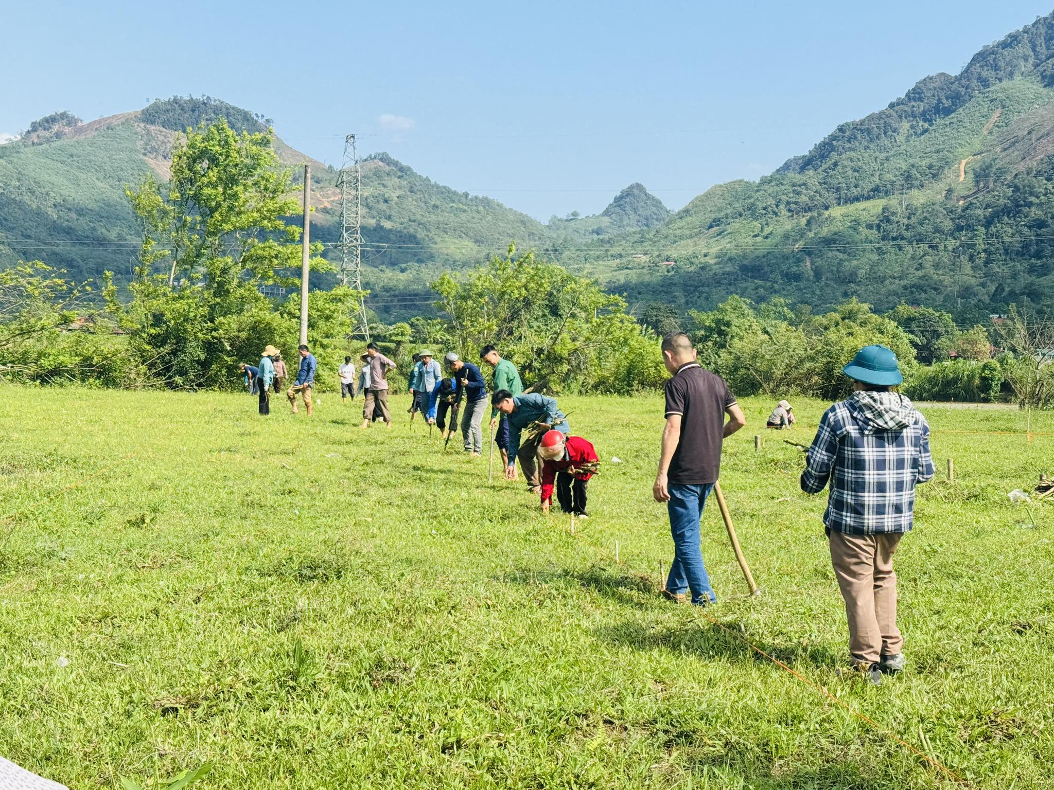 Thuận Hòa phát động trồng cây hoa Dã Qùy