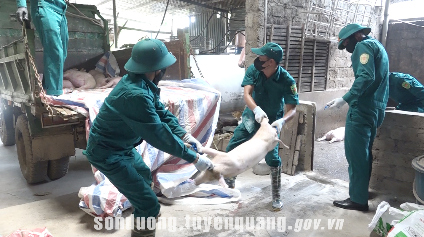 Thêm nhiều hộ dân tại xã Sơn Dương chịu thiệt hại do dịch tả lợn Châu Phi