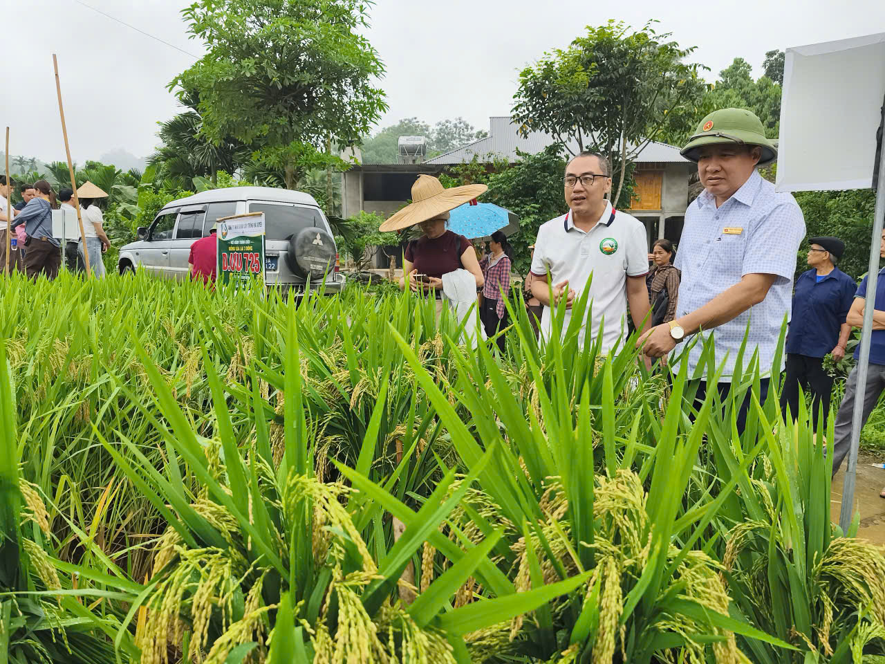 Công ty TNHH Giống cây trồng Hà Xuyên phối hợp triển khai mô hình giống lúa lai 3 dòng D.Ưu 725 tại thôn Hạ Sơn, xã Tiên Yên