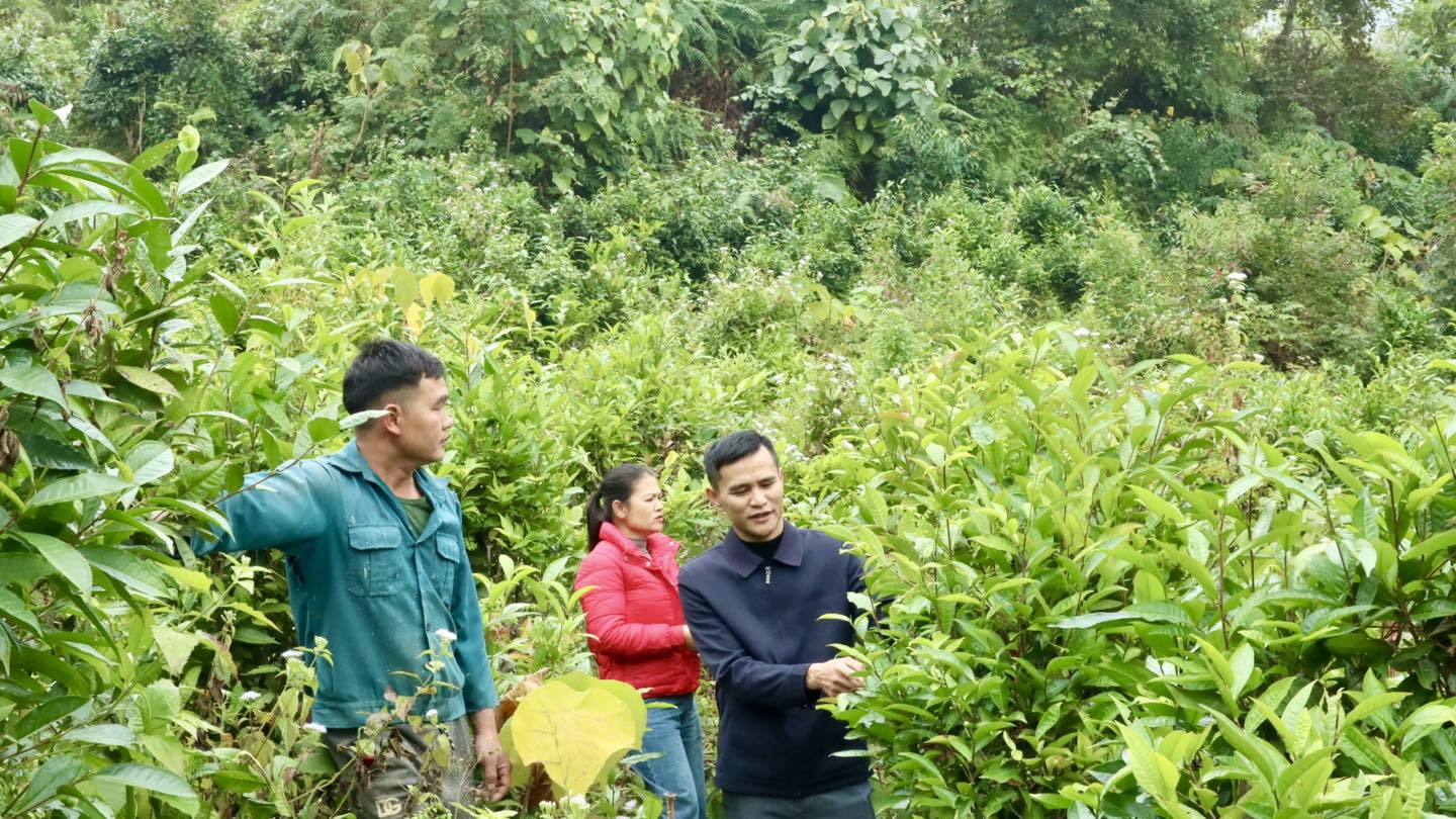 Lãnh đạo Trung tâm Dịch vụ công xã Yên Minh kiểm tra, định hướng phát triển cây chè