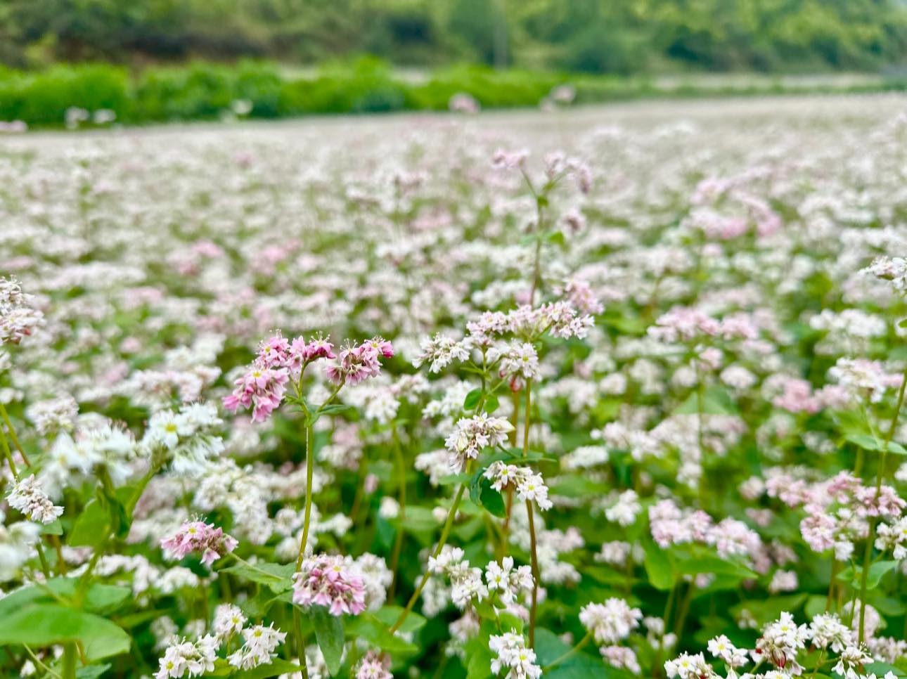 Phố bảng mùa tam giác mạch tháng 4 – Nét chấm phá dịu dàng giữa cao nguyên đá