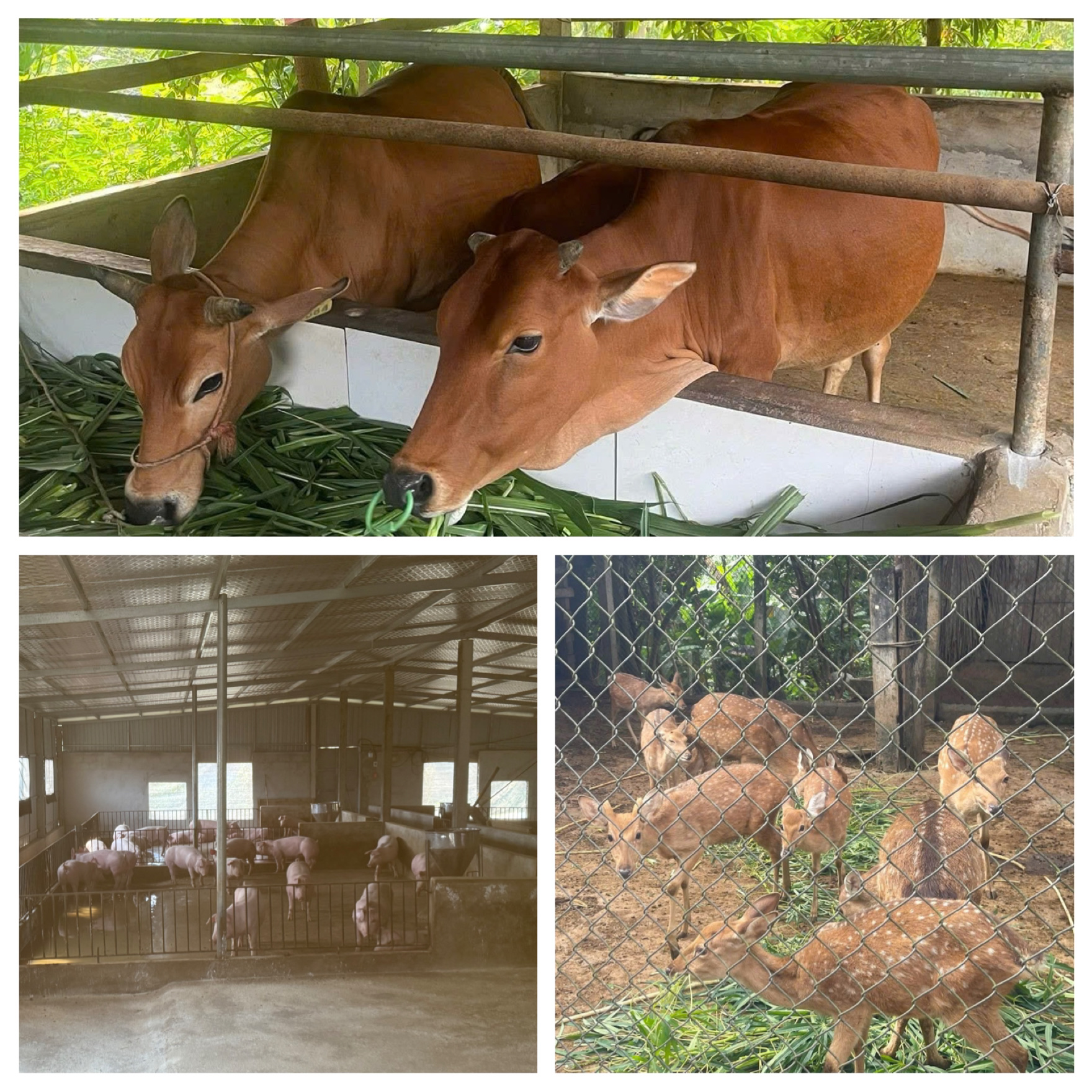 Triển khai hướng dẫn thực hiện Quyết định số 814/QĐ-UBND ngày 08/10/2025 của Chủ tịch Ủy ban nhân dân tỉnh