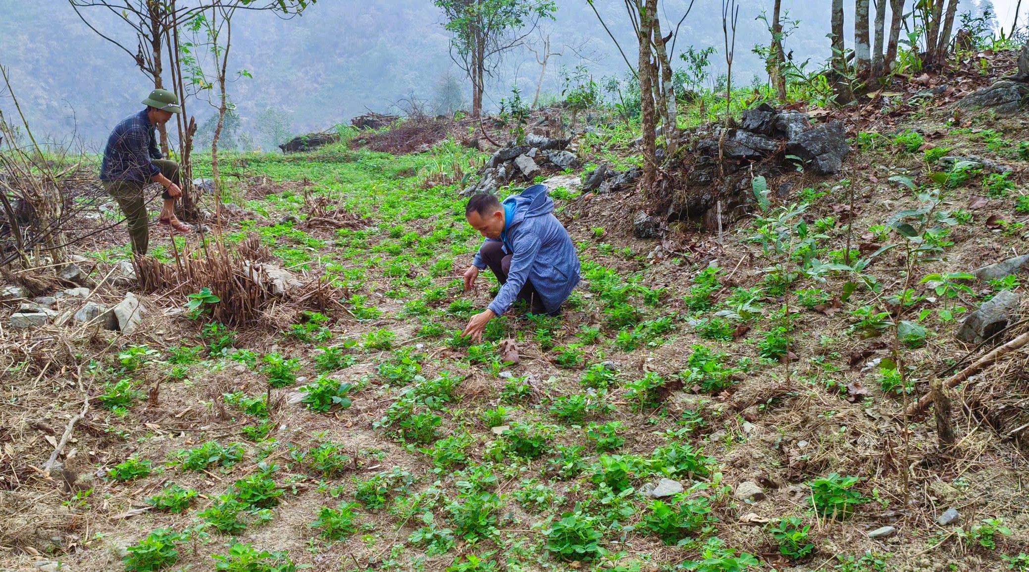 Màu xanh của cây lạc trên miền đá xám
