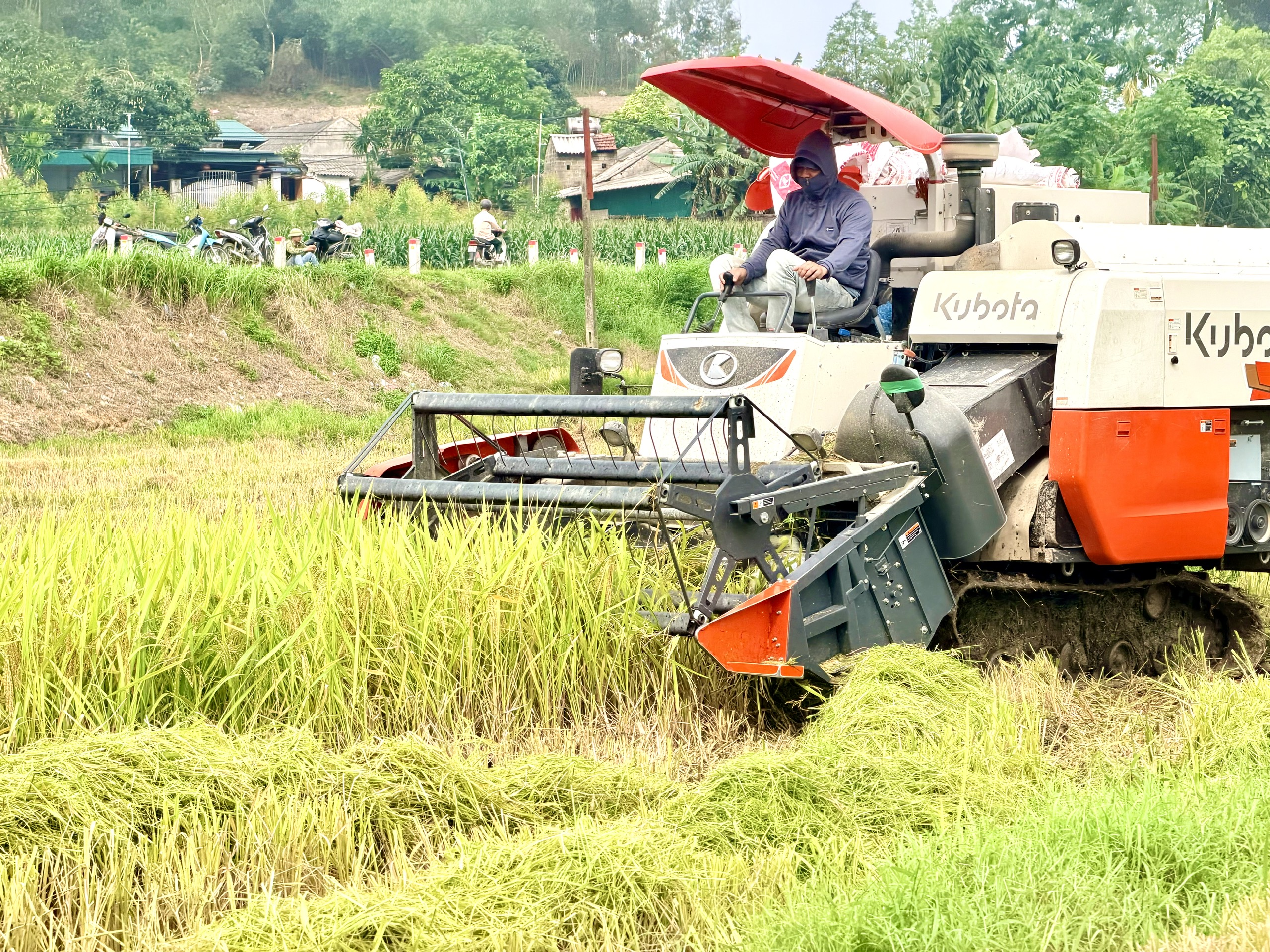 NÔNG DÂN XÃ NHỮ KHÊ KHẨN TRƯƠNG THU HOẠCH LÚA VỤ XUÂN NĂM 2026