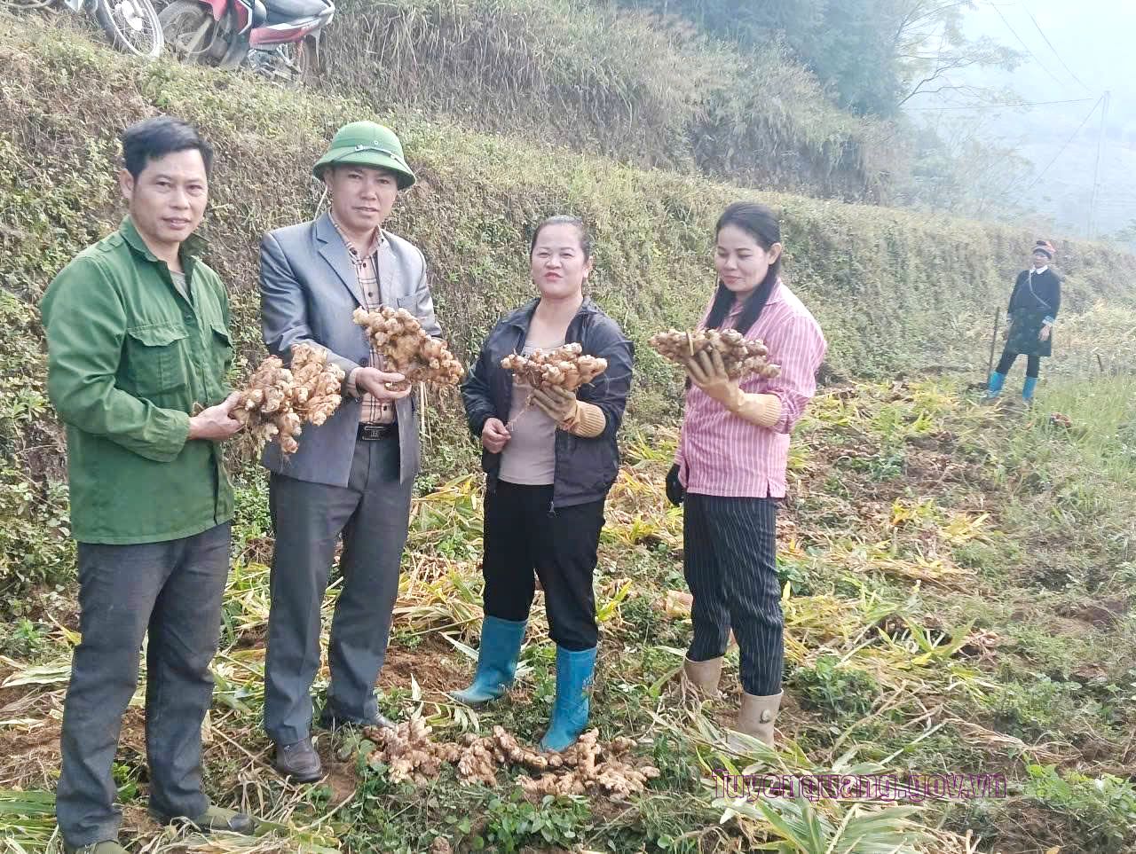 Đường Hồng chuyển đổi diện tích cây trồng kém hiệu quả sang trồng gừng kinh tế cao