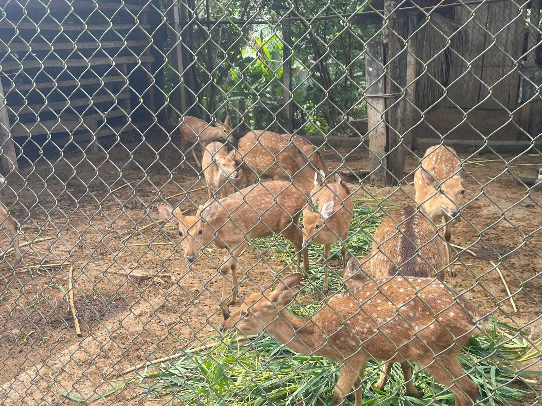 Sơn Thủy triển khai kế hoạch phòng, chống đói rét cho đàn vật nuôi vụ Đông – Xuân 2025–2026