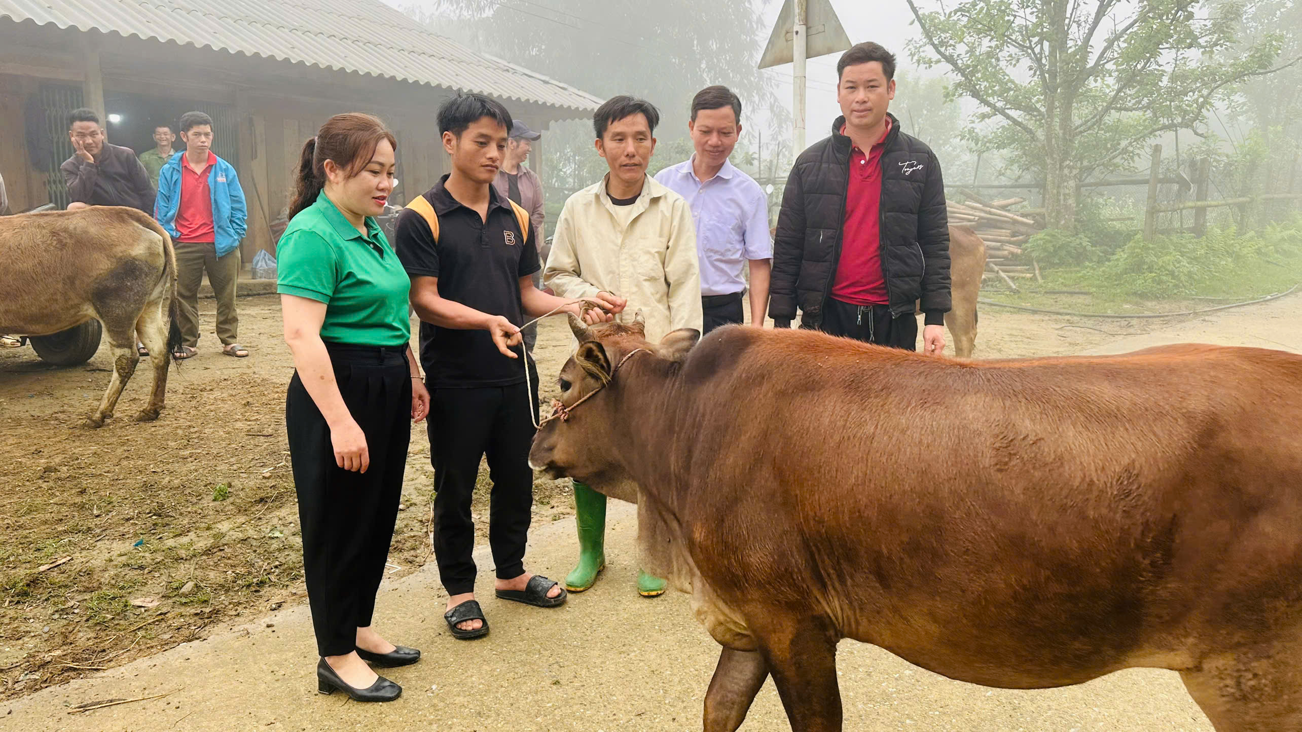 Hiệu quả từ mô hình vay bò trả bê tại thôn Hồng Ba, xã Hồng Thái