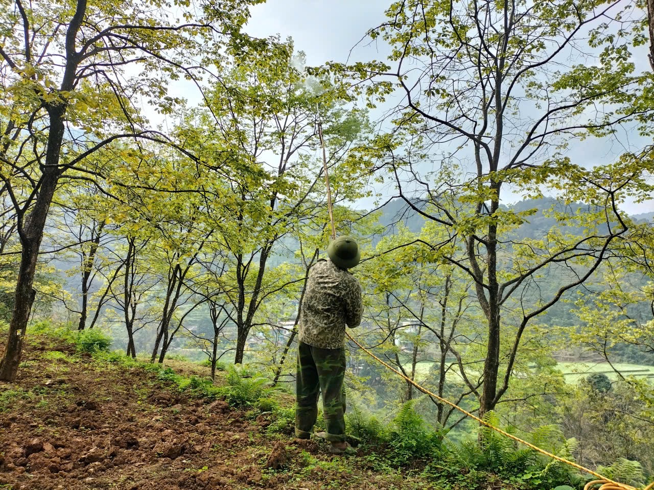 Nhân dân xã Nghĩa Thuận  chăm sóc cây  Hồng không hạt, cây trồng chủ lực địa phương.