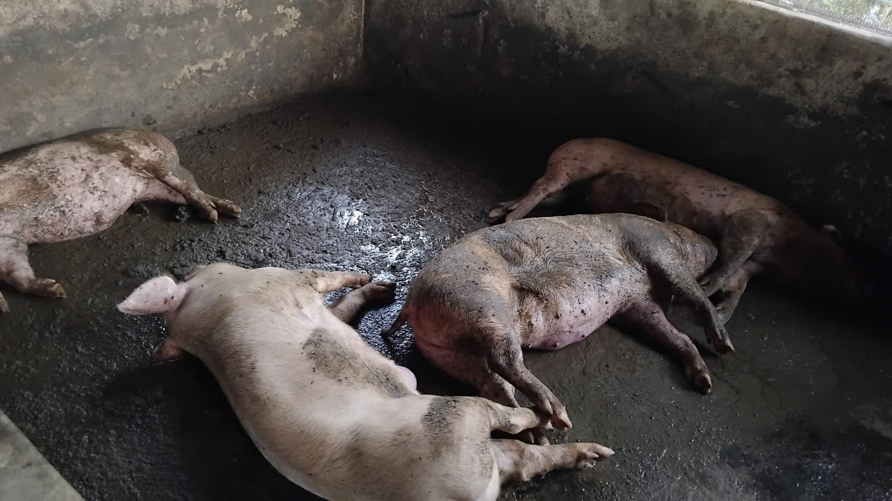 CẢNH BÁO DỊCH TẢ LỢN CHÂU PHI ĐÃ XUẤT HIỆN TRÊN ĐỊA BÀN XÃ YÊN PHÚ