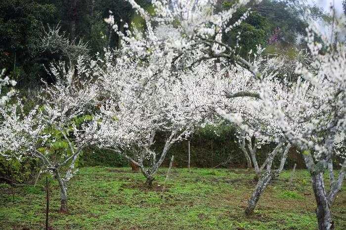 “Lạc lối” trong sắc hoa mận của cao nguyên Bắc Hà