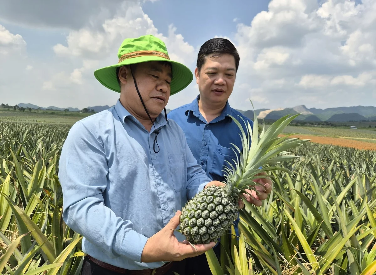 Tuyên Quang liên kết trồng hơn 250 ha dứa, ngô ngọt với DOVECO