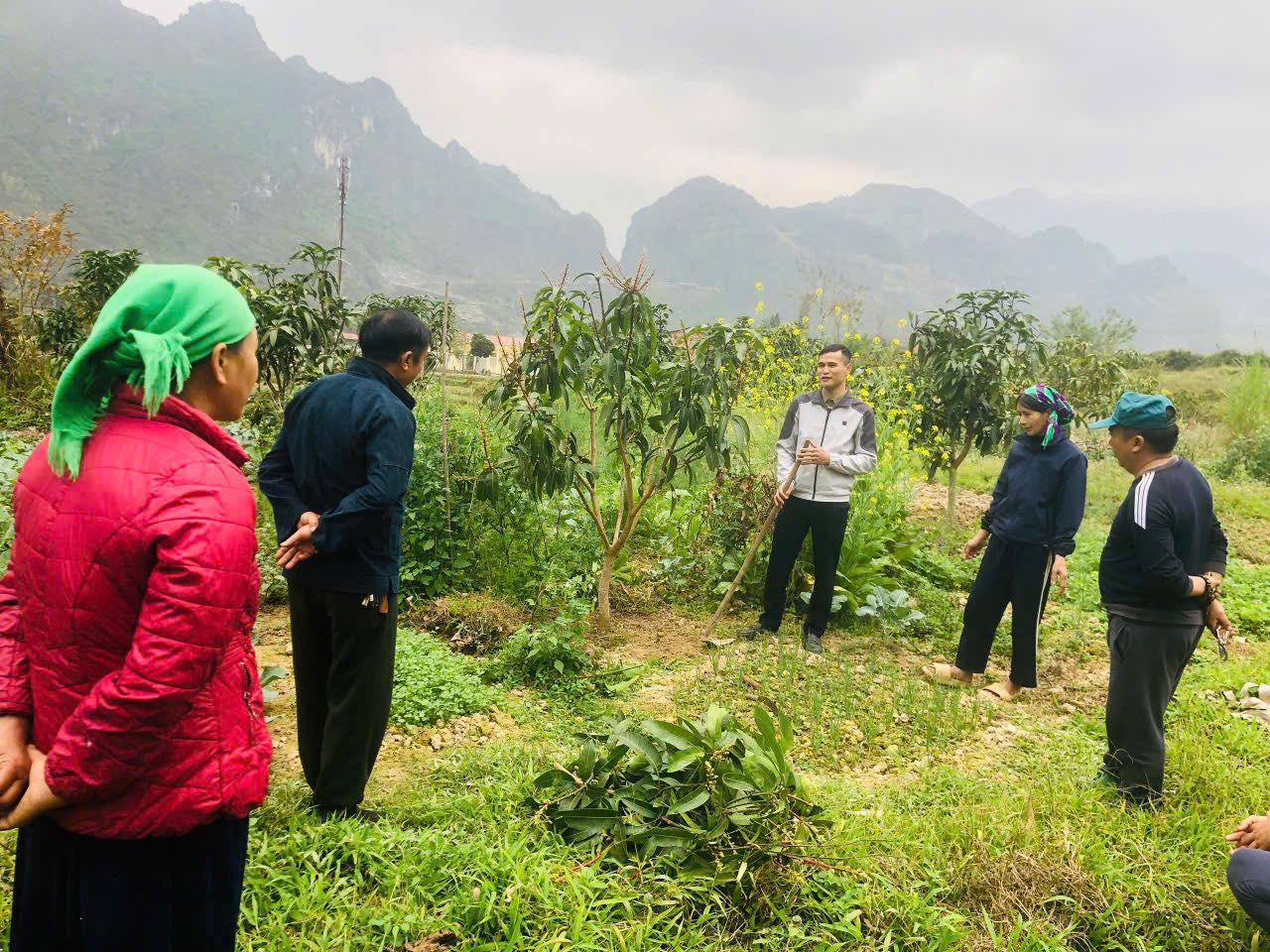 YÊN MINH HƯỚNG DẪN KỸ THUẬT TỈA CÀNH, CHĂM SÓC XOÀI KIM HOÀNG