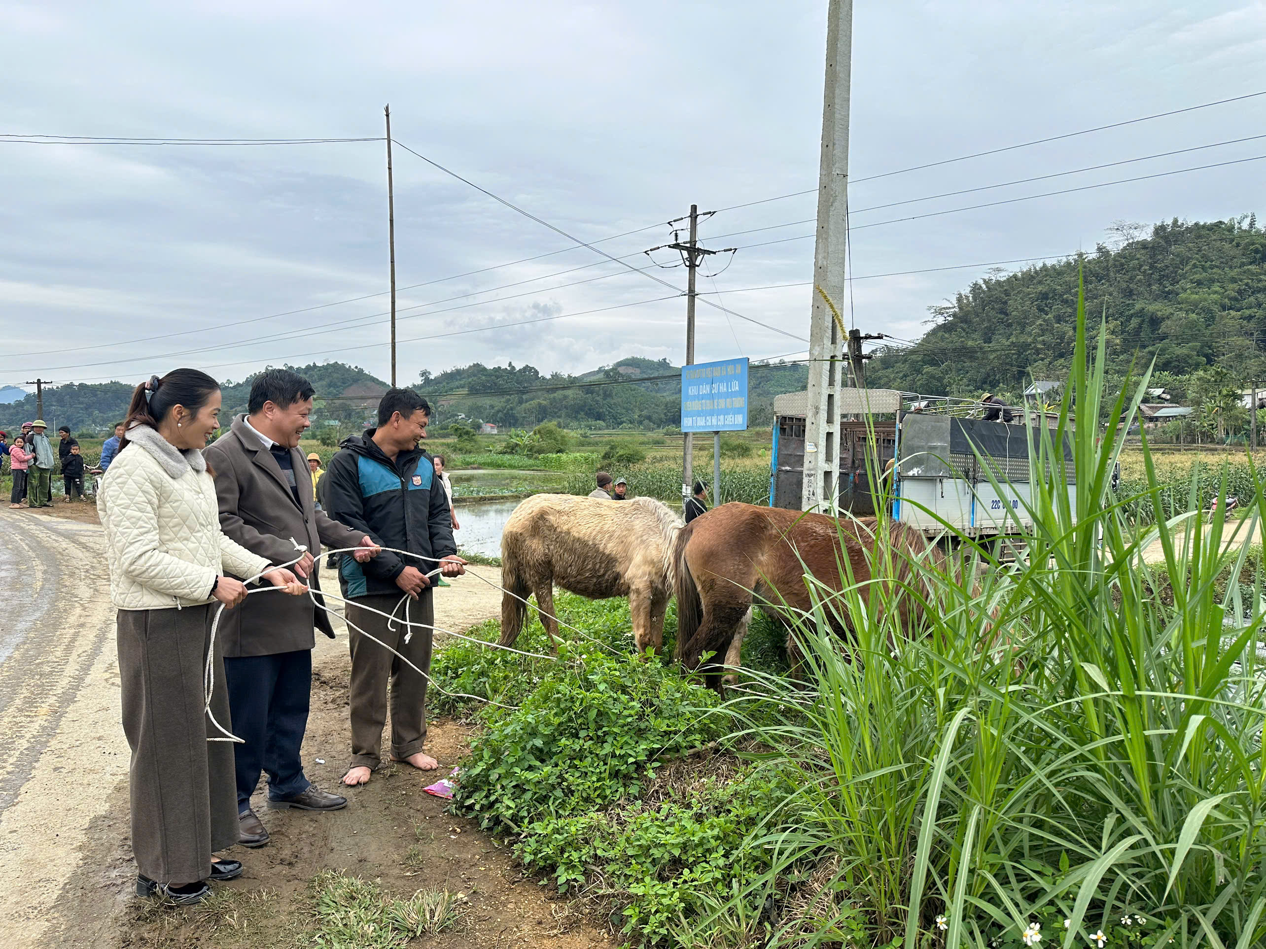 Hòa An: Triển khai dự án nuôi ngựa sinh sản thuộc Chương trình MTQG giảm nghèo bền vững.