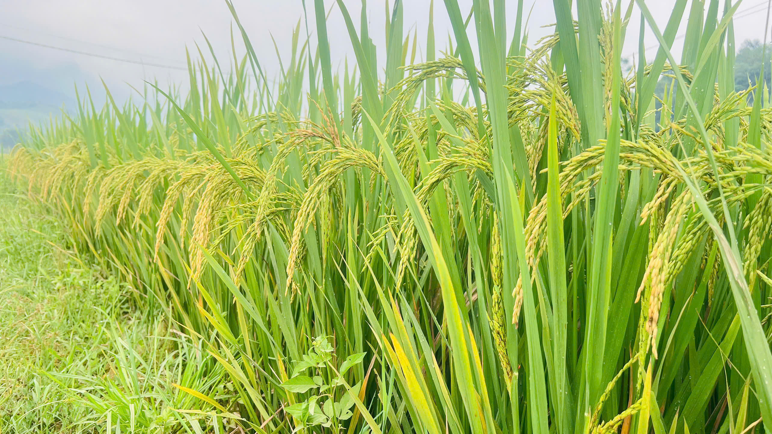 Từ hạt giống đến mùa vàng no ấm