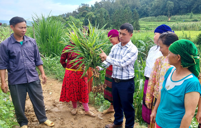 Đồng bào vùng cao thoát nghèo nhờ cây gừng