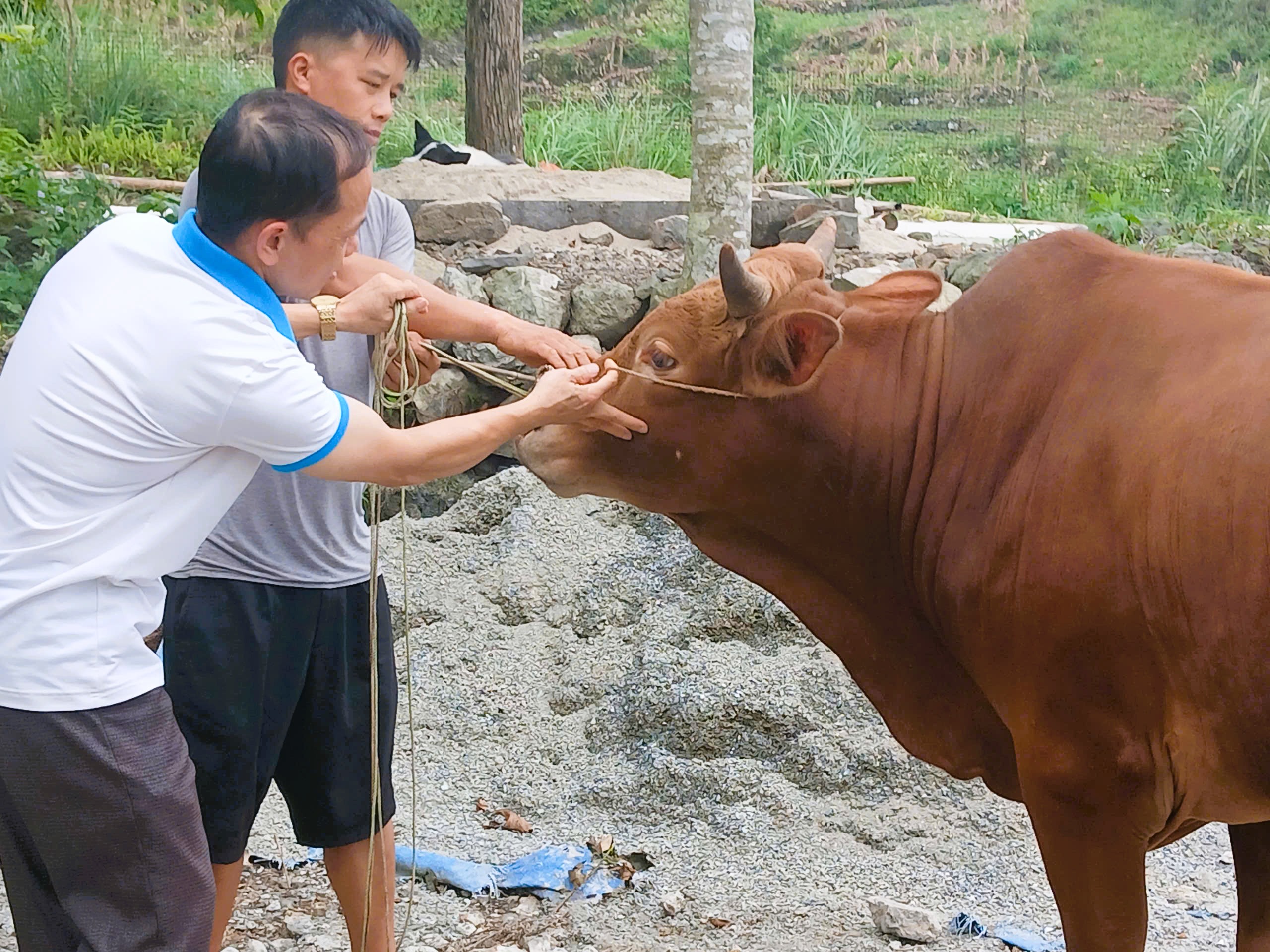 Tập trung phòng, chống dịch tả lợn châu Phi và bệnh viêm da nổi cục trên địa bàn xã Tùng Vài