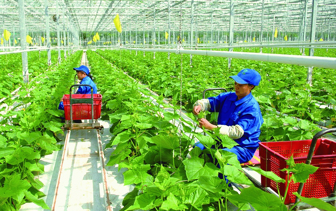 Tuyên Quang ban hành định mức kinh tế - kỹ thuật trong lĩnh vực trồng trọt, chăn nuôi và thủy sản