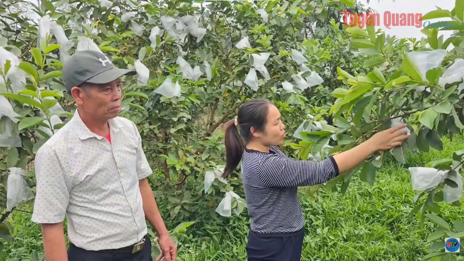 Yên Phú bứt phá từ thế mạnh nông nghiệp