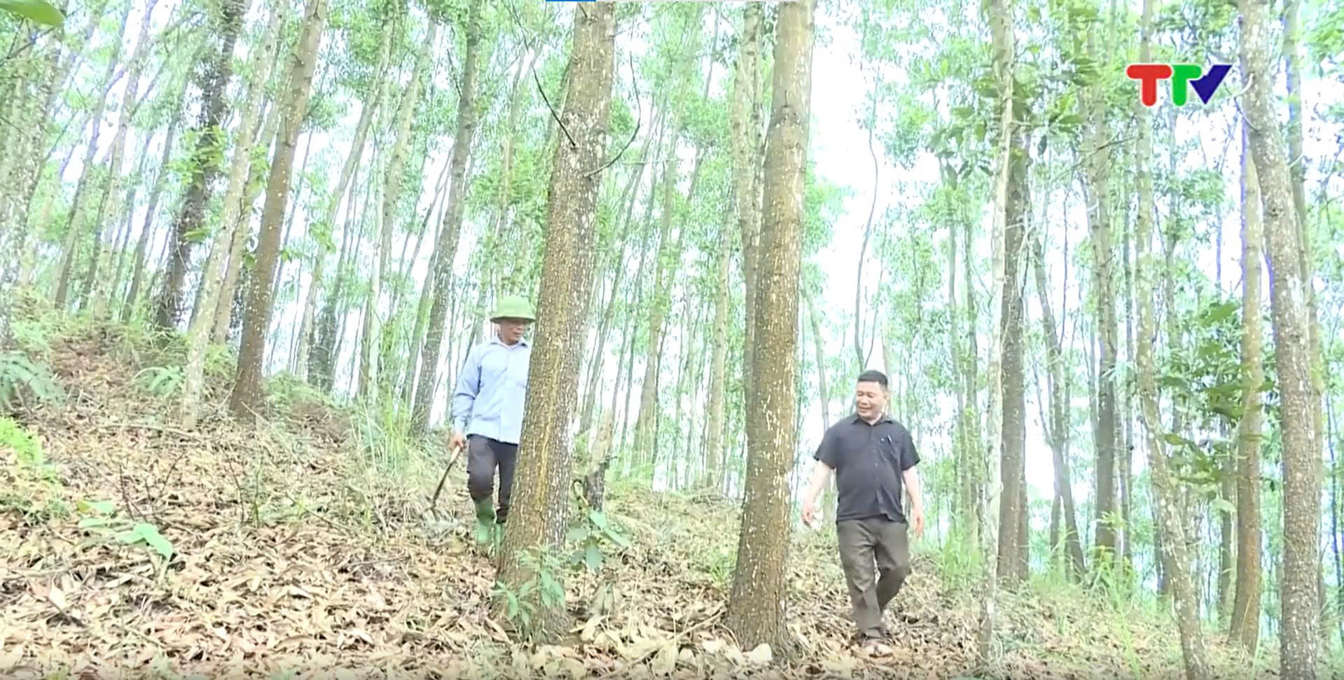 Nâng cao giá trị bền vững nhờ Lâm nghiệp 