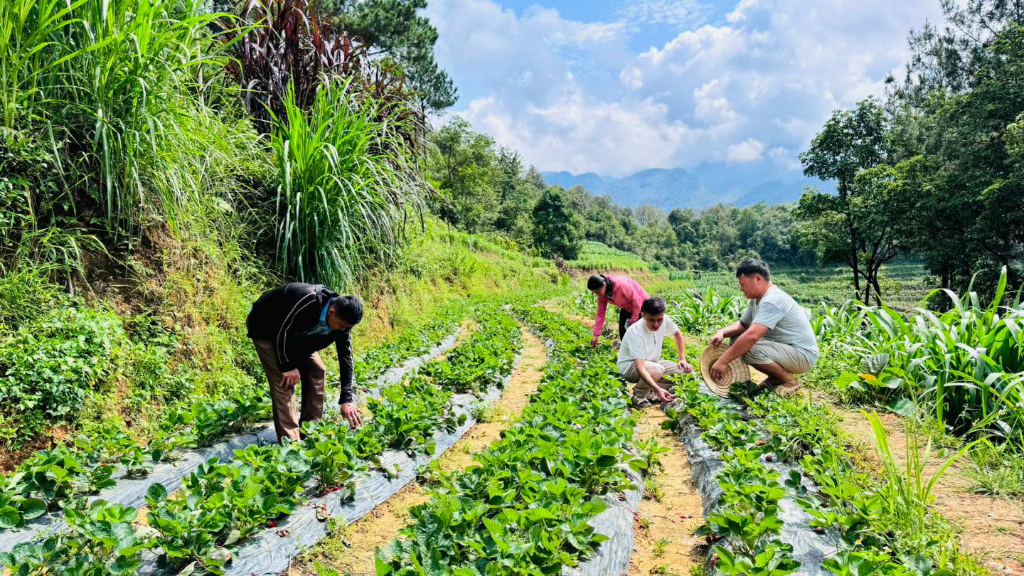 NGƯỜI DÂN XÃ YÊN MINH TÍCH CỰC CHUYỂN ĐỔI CƠ CẤU CÂY TRỒNG, NÂNG CAO THU NHẬP
