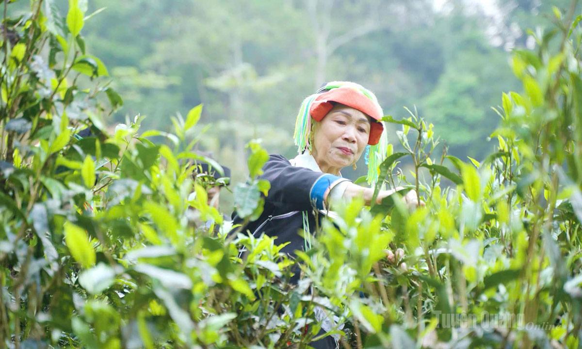 "Vàng xanh" Cao Bồ