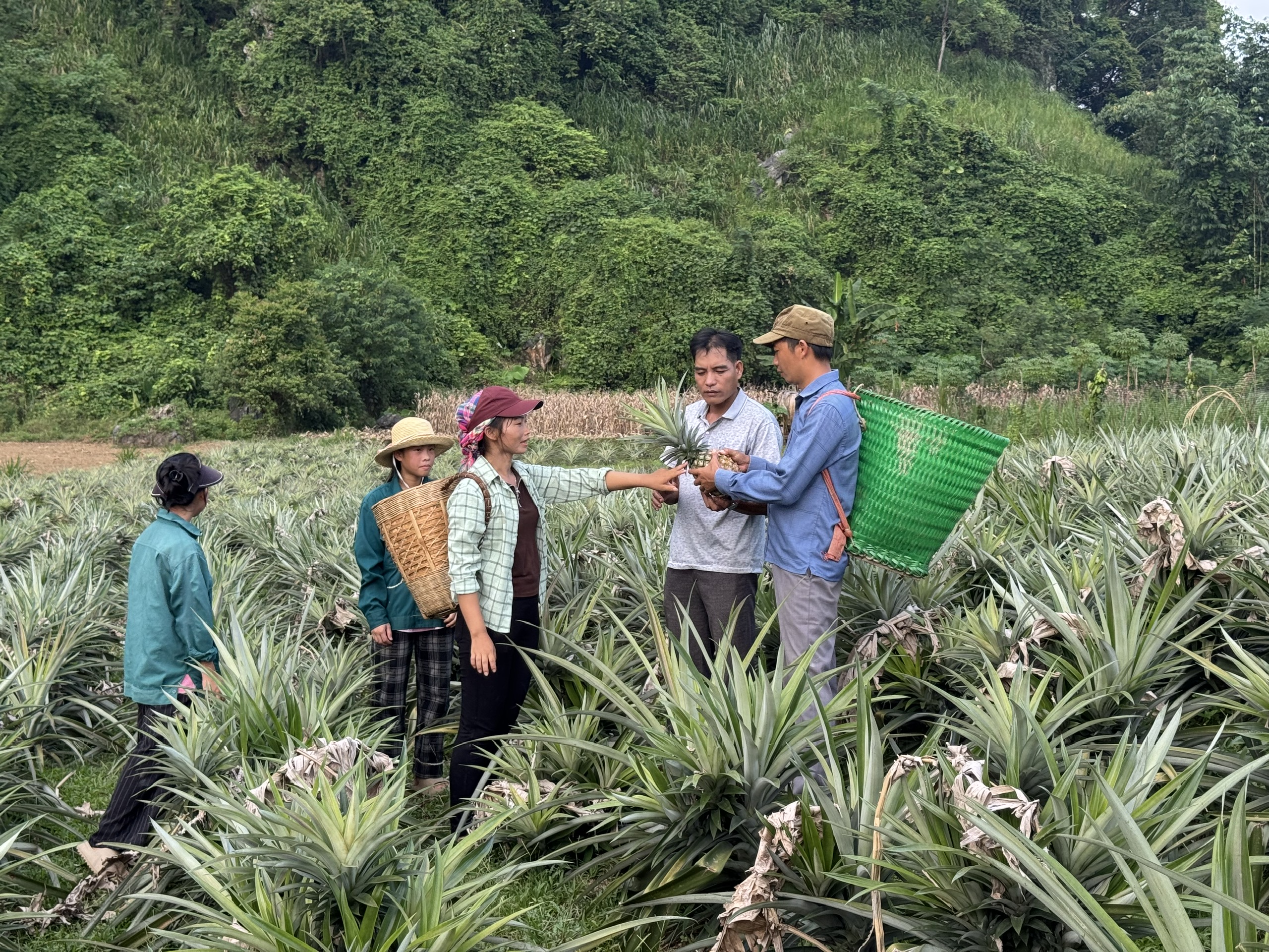 Mô hình trồng dứa mở hướng phát triển kinh tế cho hộ gia đình anh Lý Văn Mài, thôn Bó Ngoạng, xã Minh Quang