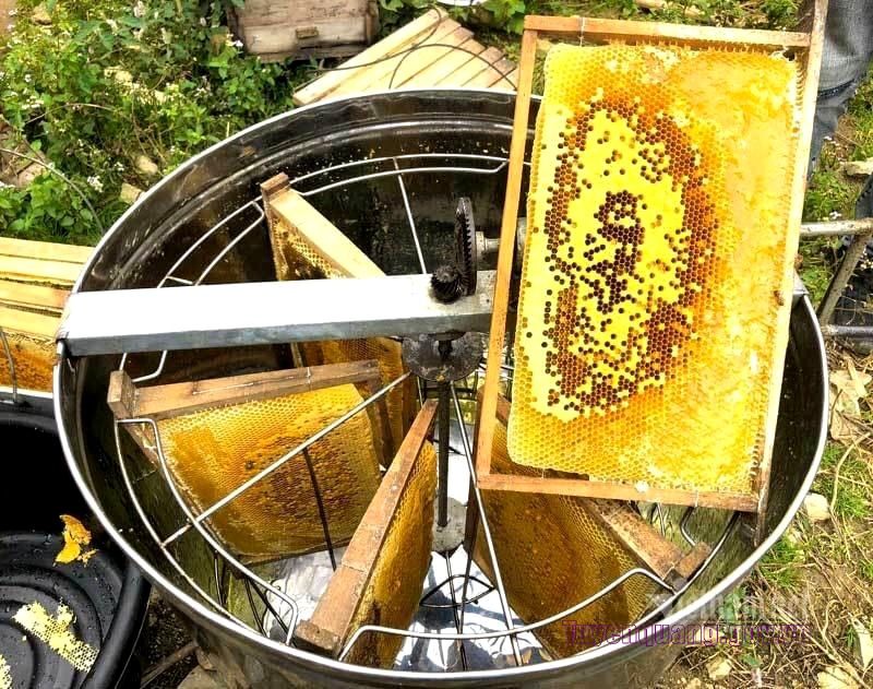 Mật ong Bạc hà – “Vàng lỏng” trên Cao nguyên đá Đồng Văn, tỉnh Tuyên Quang