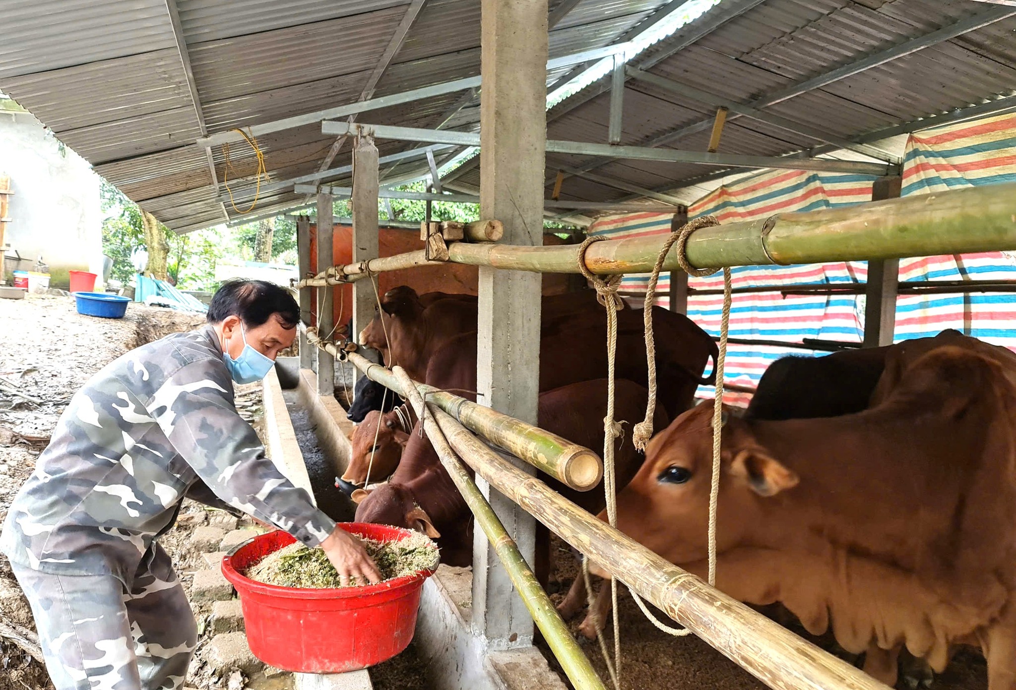 Tăng cường phòng, chống rét cho cây trồng, vật nuôi xuân năm 2026