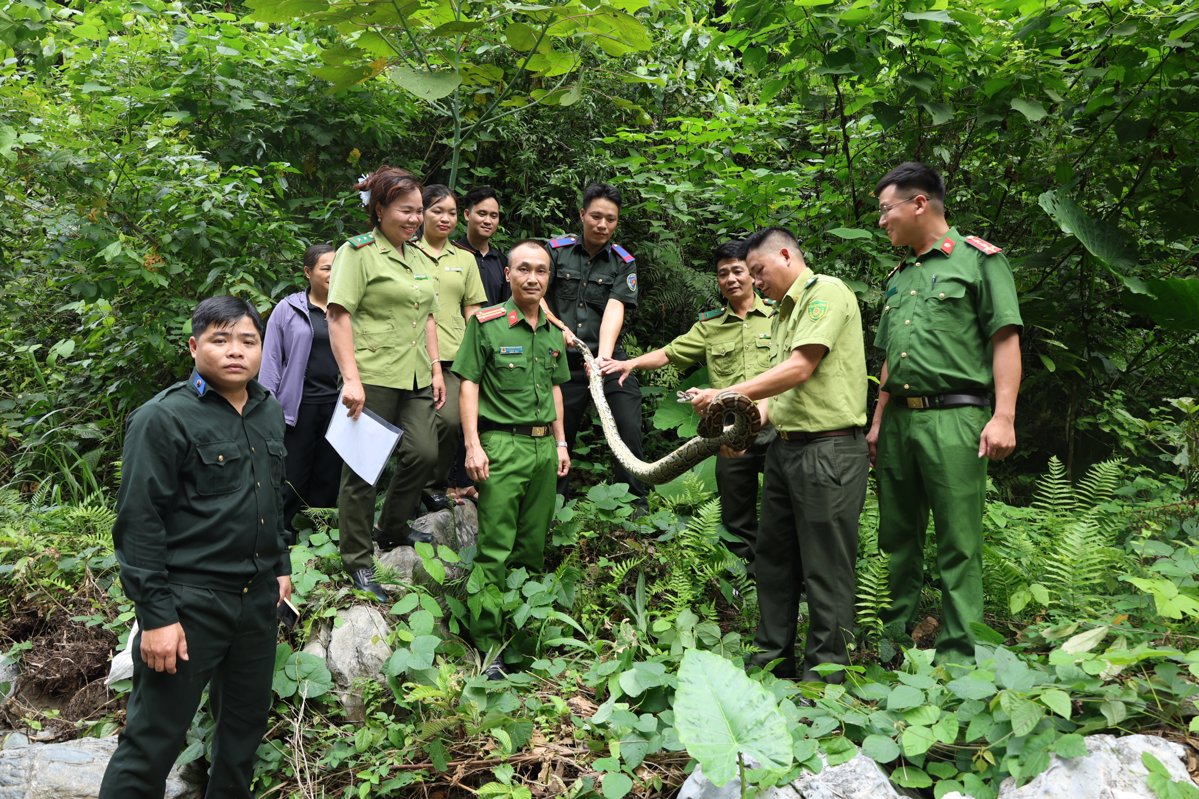 Lâm Bình thả cá thể trăn đất quý hiếm về môi trường tự nhiên